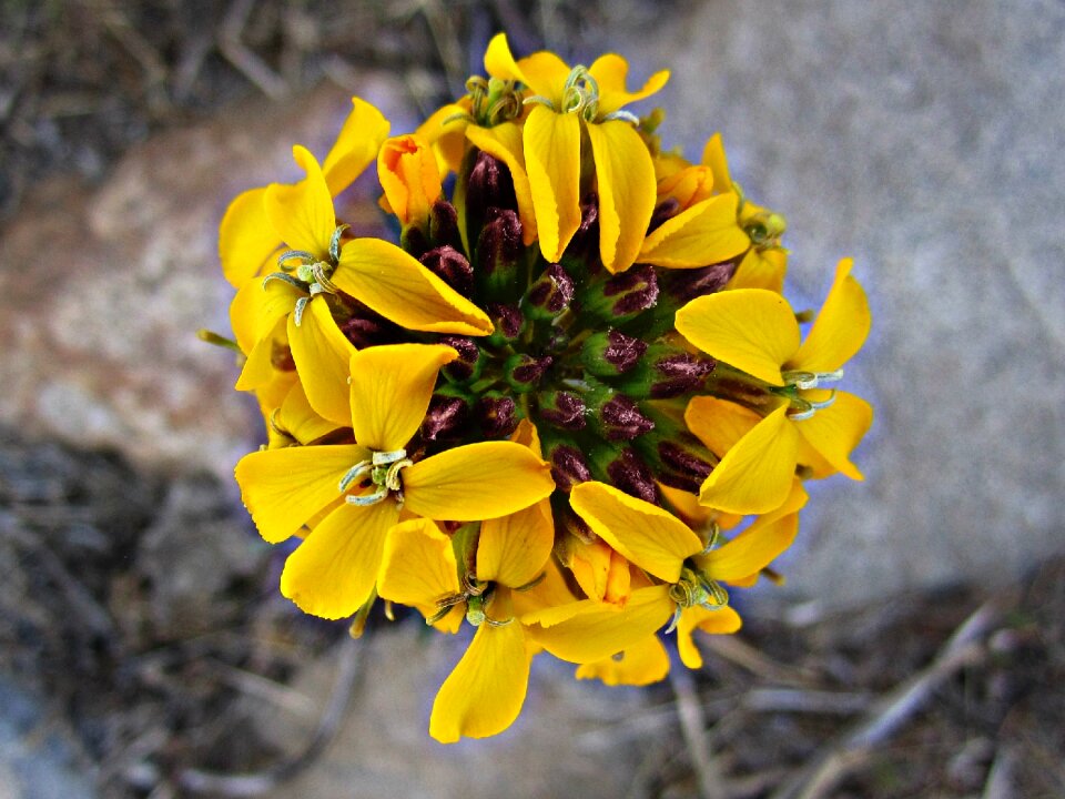 Pollen plants petals