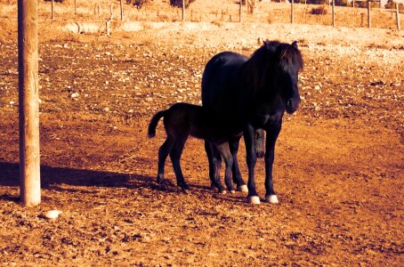 Female colt andorra la vella