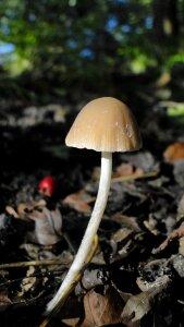 Mushroom autumn forest land