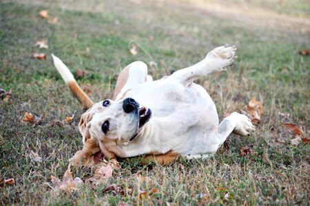 Animal canine cute photo