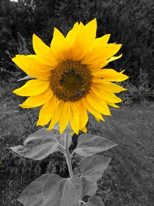 Bloom flower color key