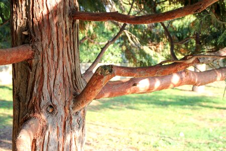 Light bark trunk