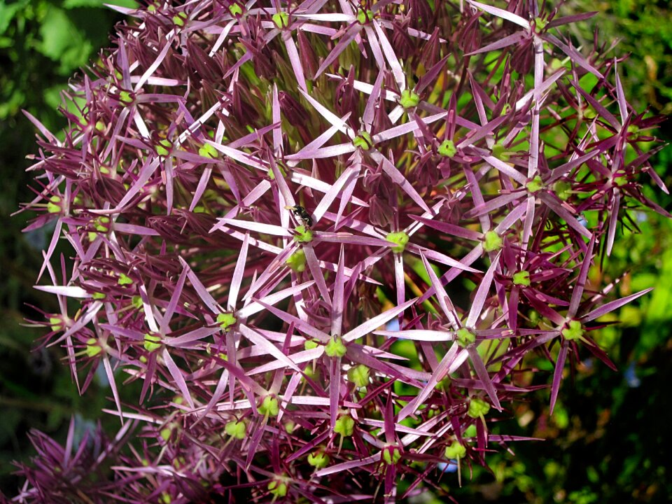 Purple garden spring