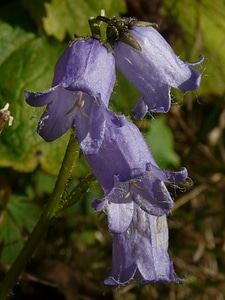 Blue purple hairy photo