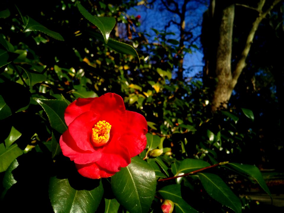 Ornamental flower flower garden photo