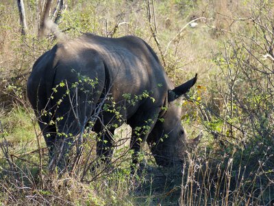 Africa wilderness nature photo