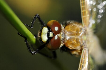 Insect animal crawl
