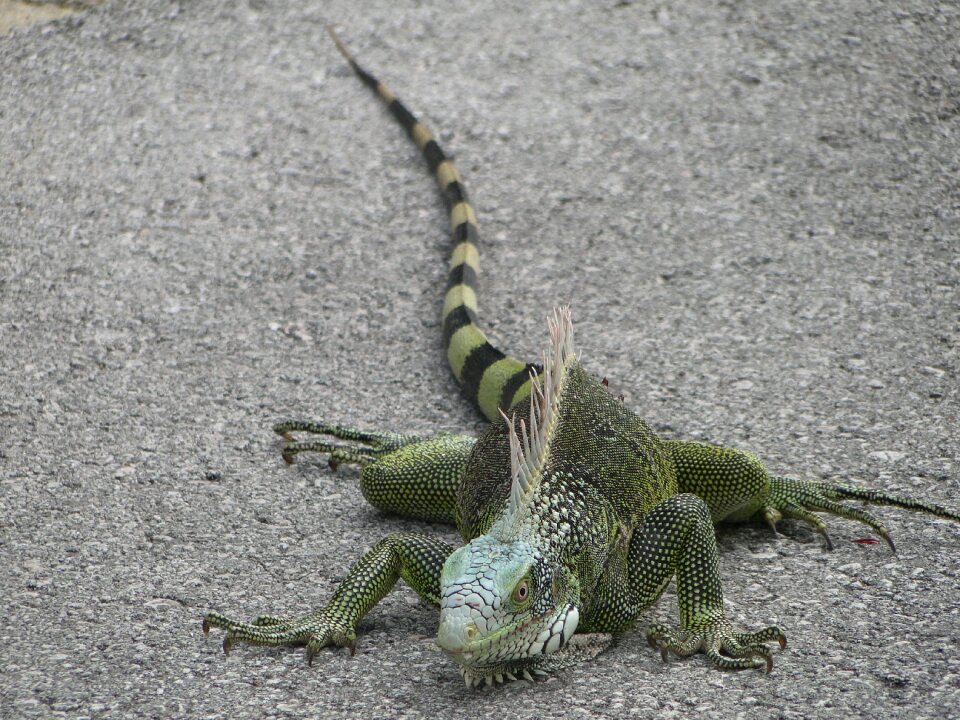 Iguana animals reptile