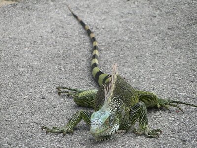 Iguana animals reptile