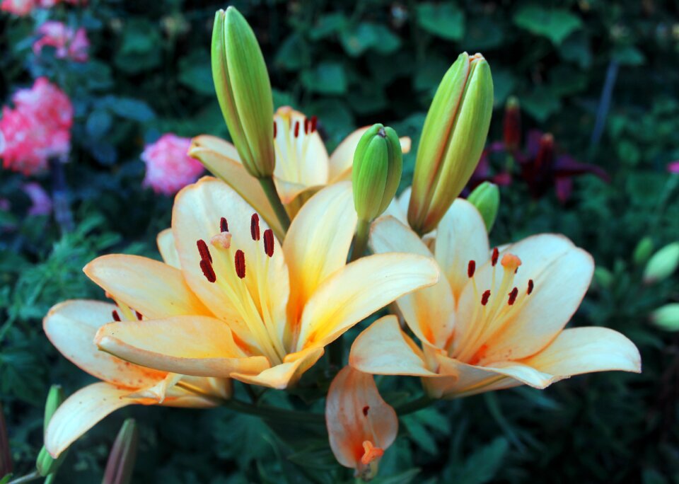Lily macro photography beautiful flower
