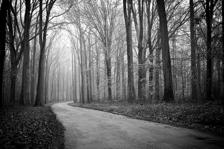 Fog road mist photo