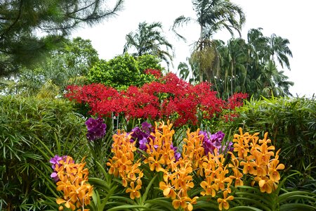 Orchids singapore botanical garden photo