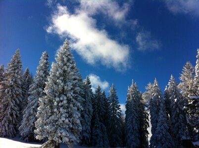 Tree mountains snowy