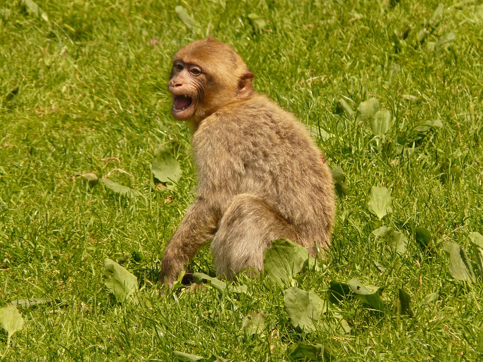 Barbary ape animal monkey baby