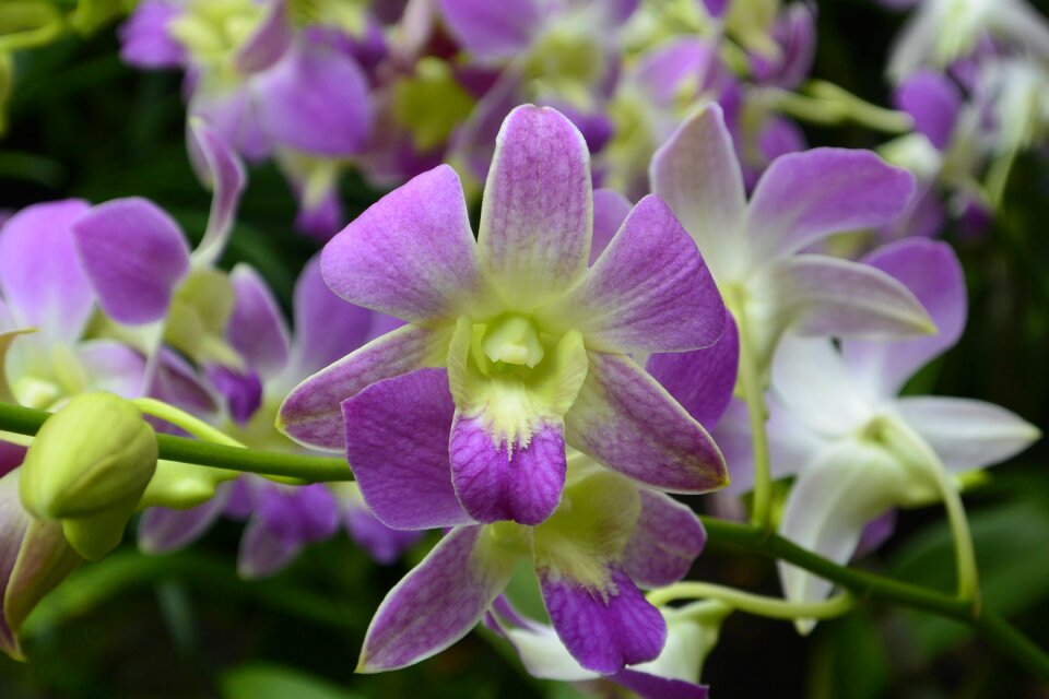Orchids singapore botanical garden