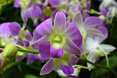 Orchids singapore botanical garden photo