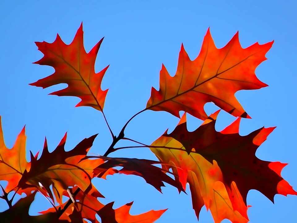 Autumn gold colors orange