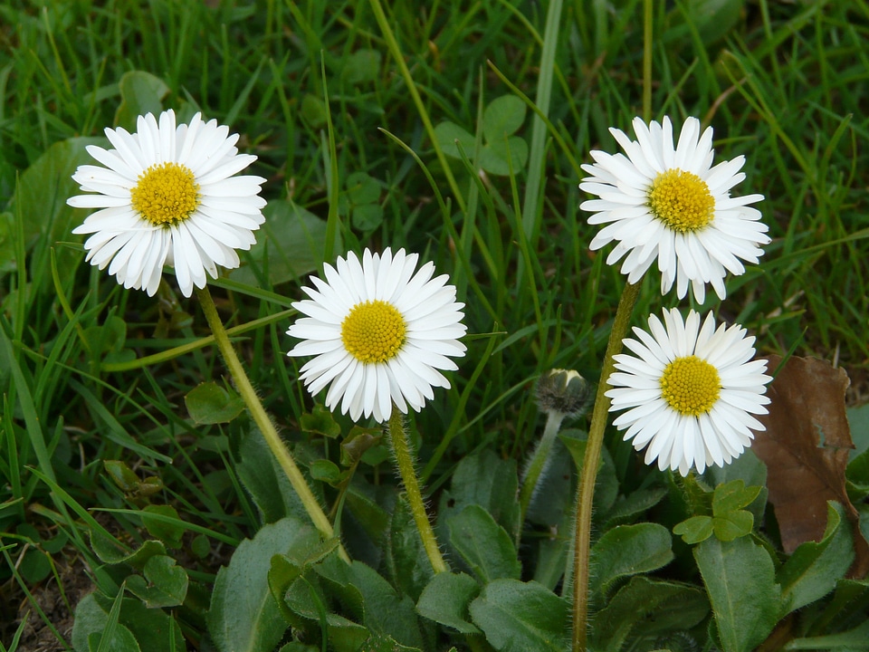 Plant garden white
