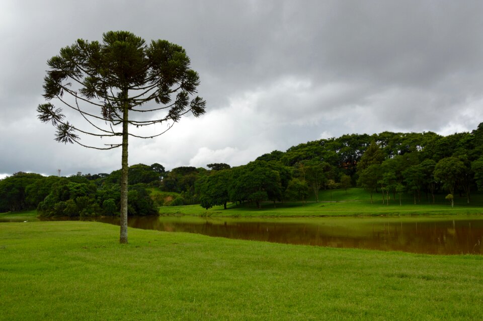 Trees grass park