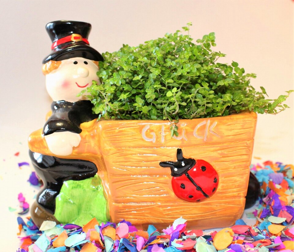 Luck clover ladybug