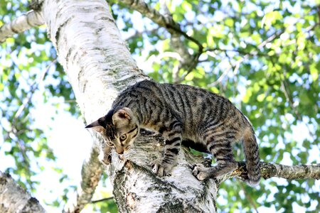 Tree climbing branch photo