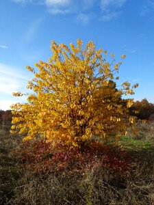 Autumn collapse yellow photo