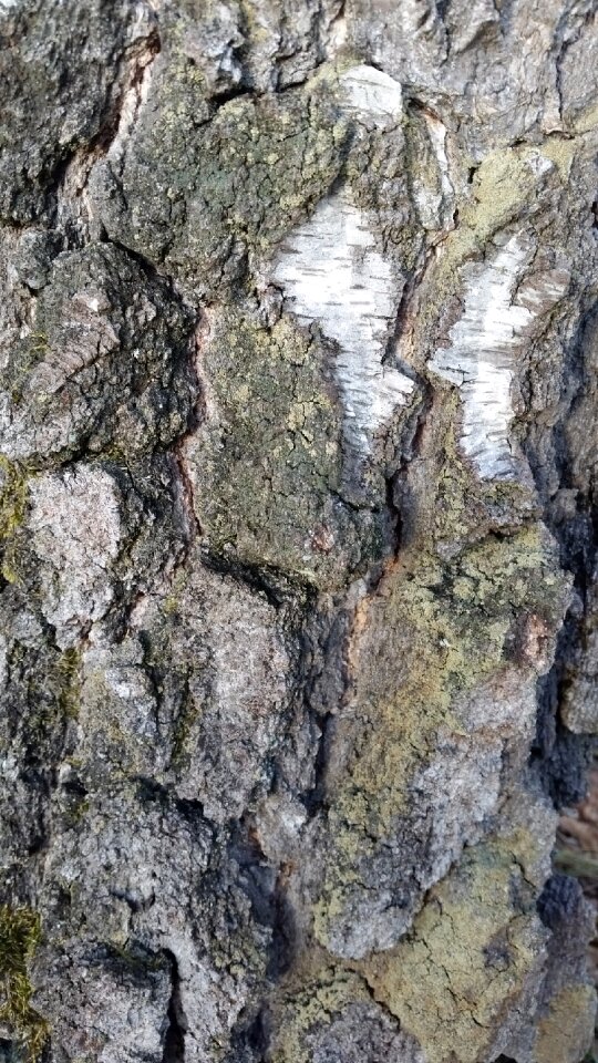 Texture wood bark photo