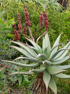 Aloe aloe vera blossom photo