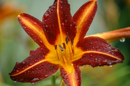 Garden burgundy red