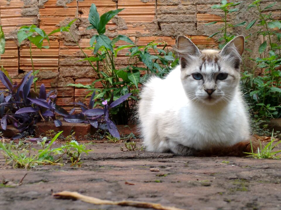 Animal kitten feline look