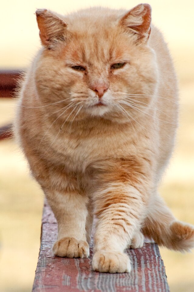 Orange tabby pet