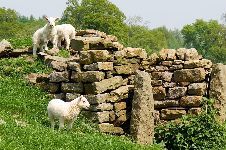 Grass grazing green