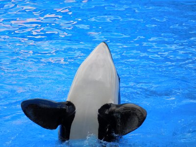 Wild orca
