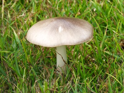 Mushroom lawn fungi