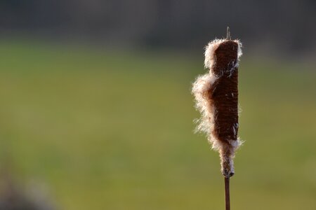 Chmíří blade fluff