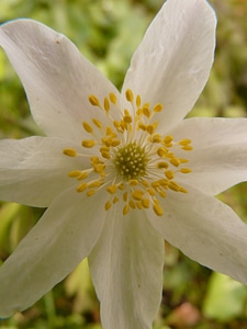 Flower blossom bloom