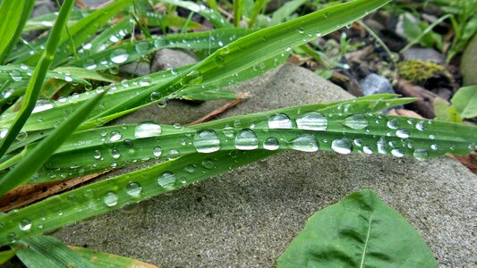 Grass dewdrops water