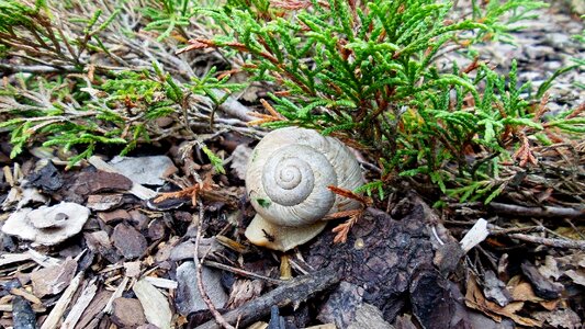 Snail shell worm nature