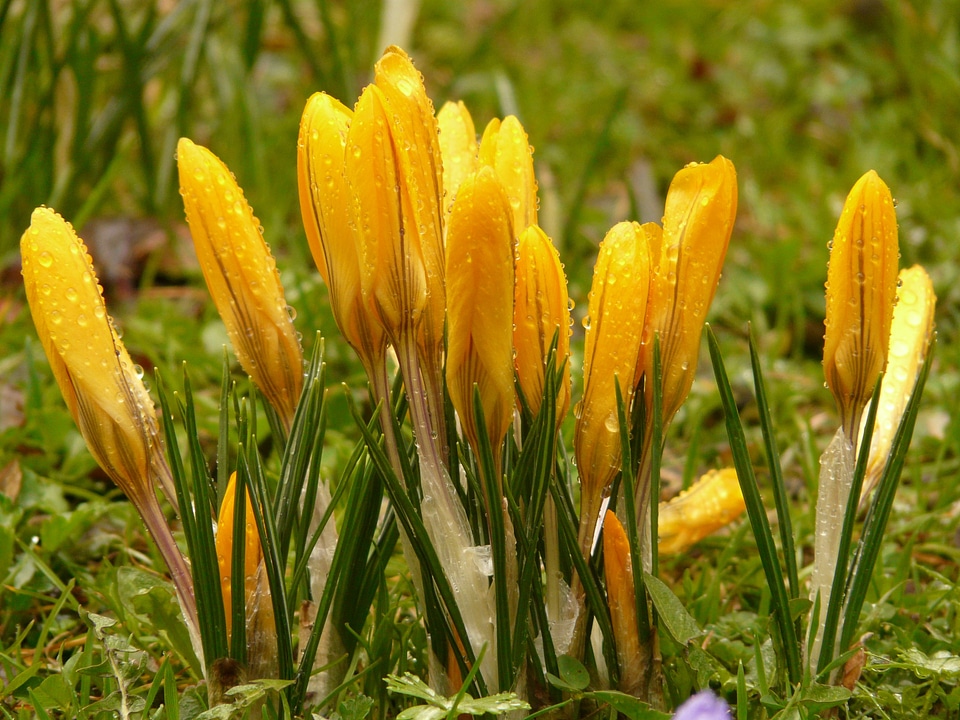 Close up macro flowers