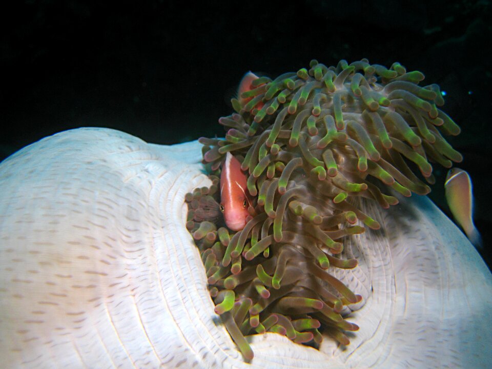 Reef diving scuba photo