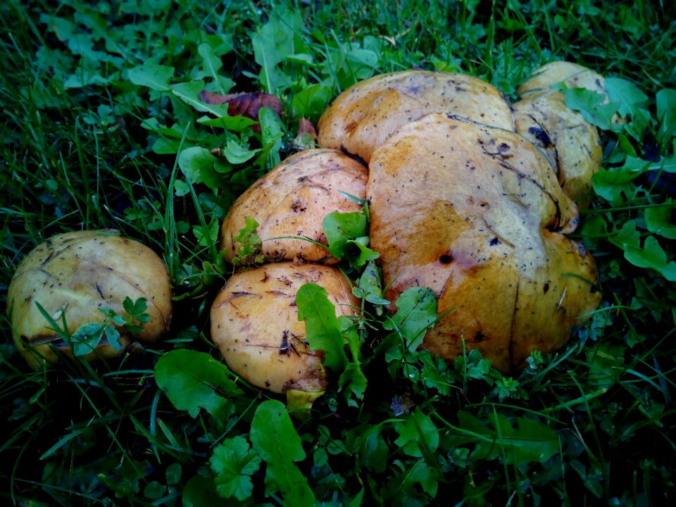 Fungi forest soil