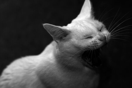 Rovtænder cats-gab solid white cat photo