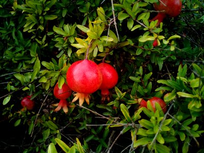 Park plant shrub