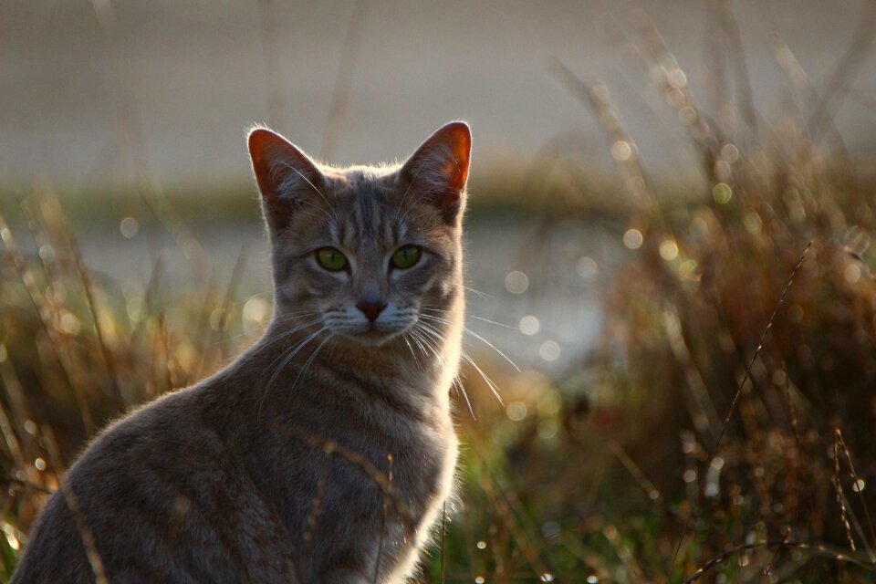 Kitten mackerel grass