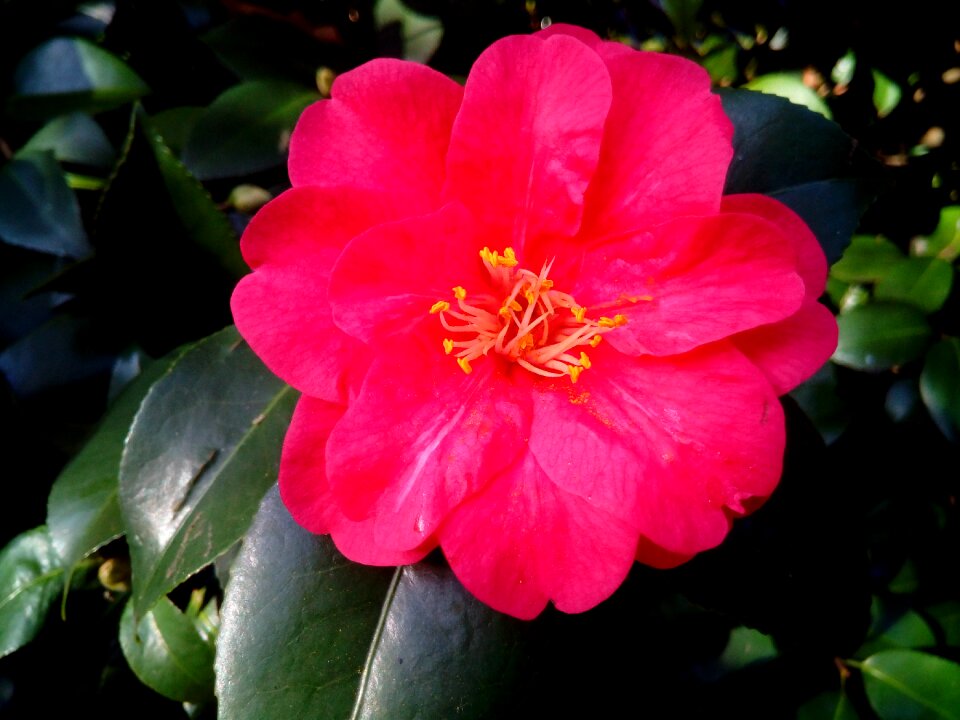 Ornamental flower flower garden