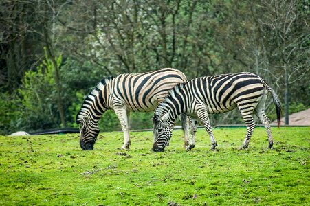 Black white safari photo