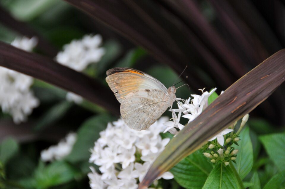 Krohn conservatory butterfly