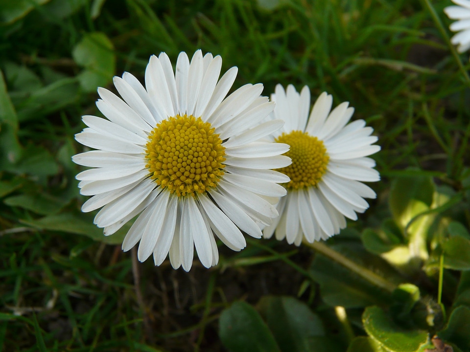 Plant garden white