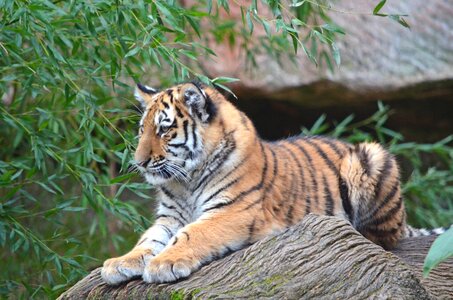 Nuremberg tiger cub big cat photo