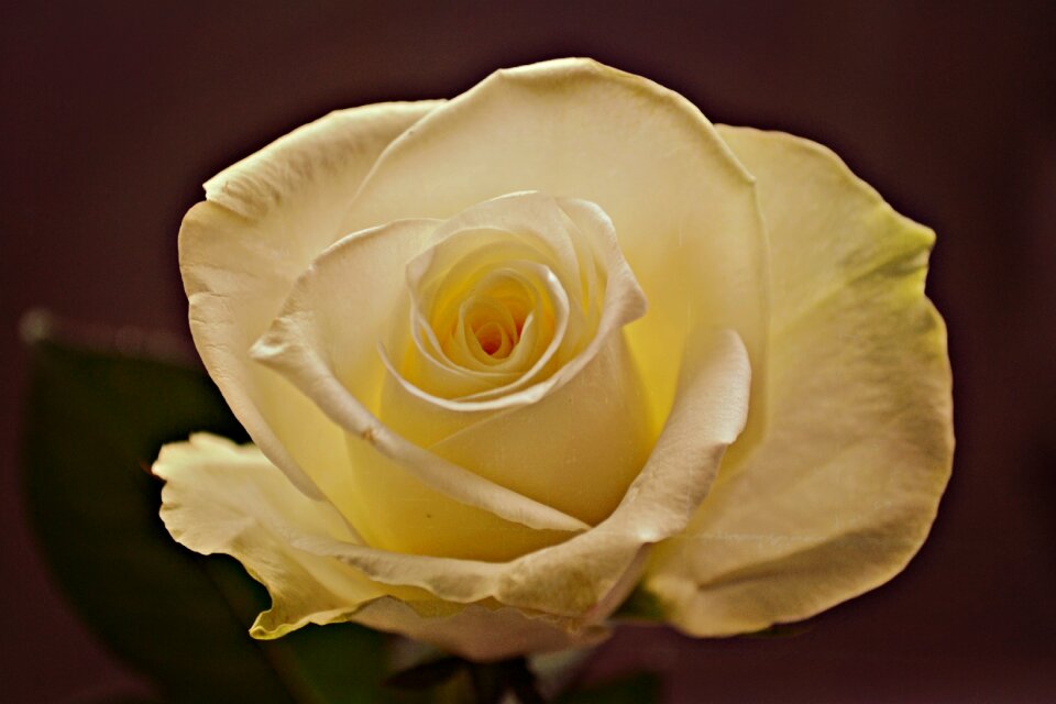 White rose plant flowers